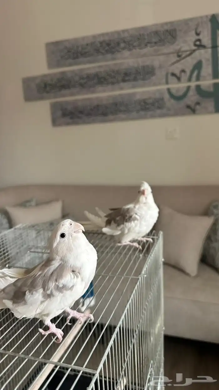 جوز كروان 1