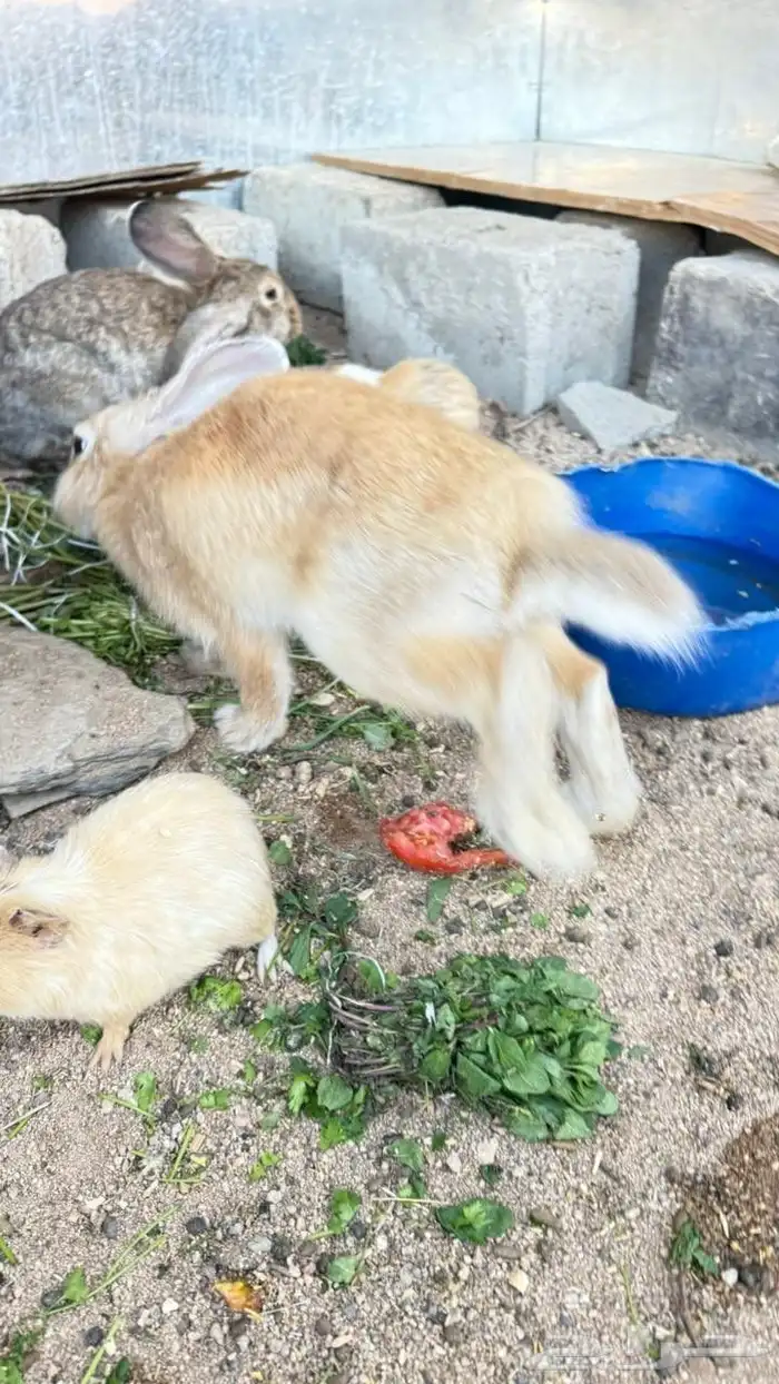 جنبيه مكعب نجراني وأرانب ووبران 5