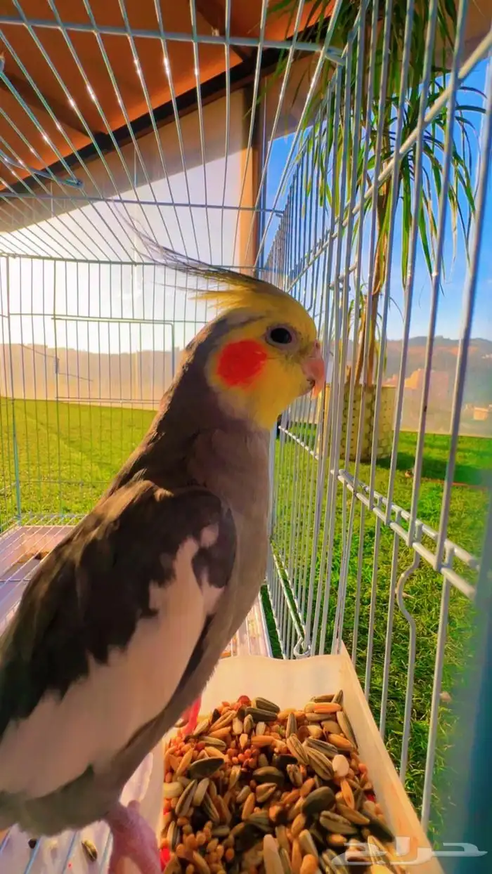 طير الكوكاتيل للبيع 0