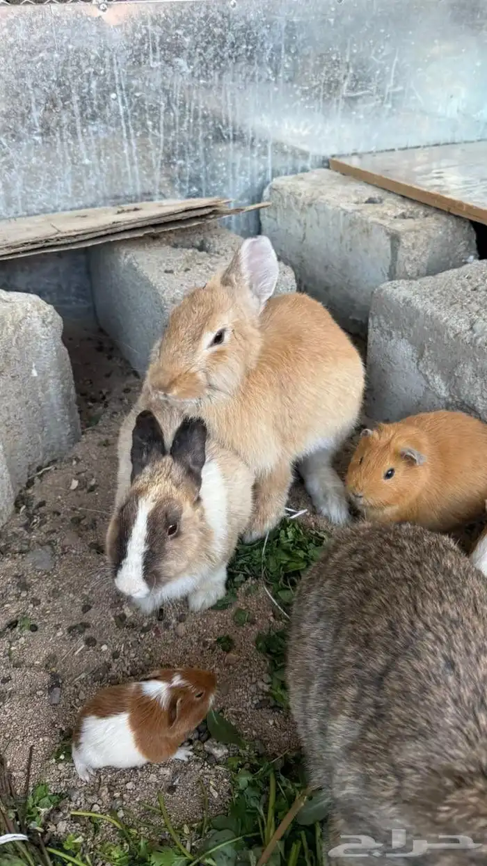 جنبيه مكعب نجراني وأرانب ووبران 0