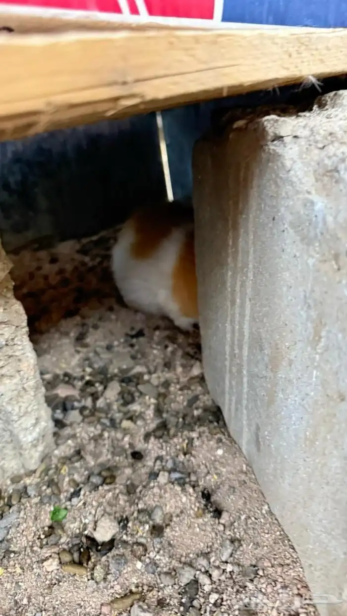 جنبيه مكعب نجراني وأرانب ووبران 12