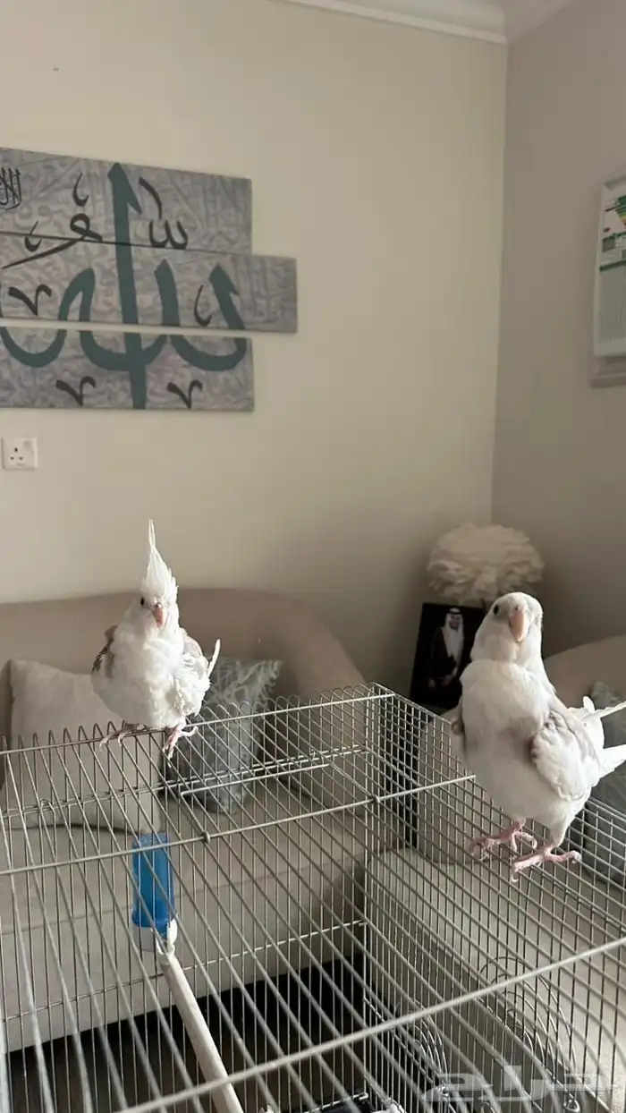 جوز كروان 0