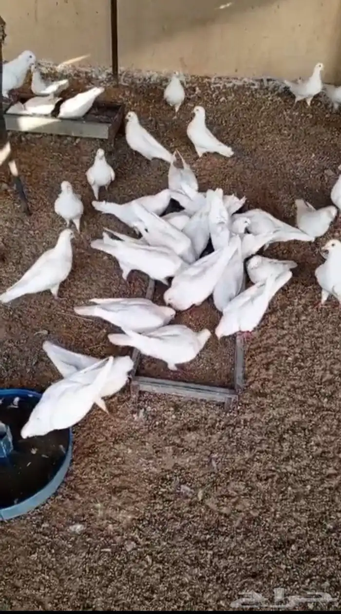 حمام فرنسي منتج 0
