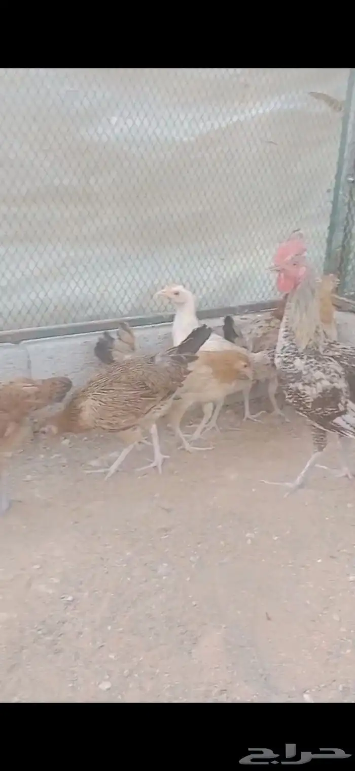 دجاج بلدي 5