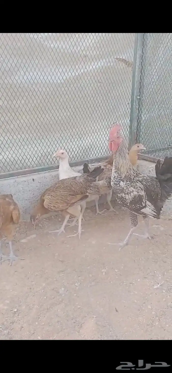 دجاج بلدي 1