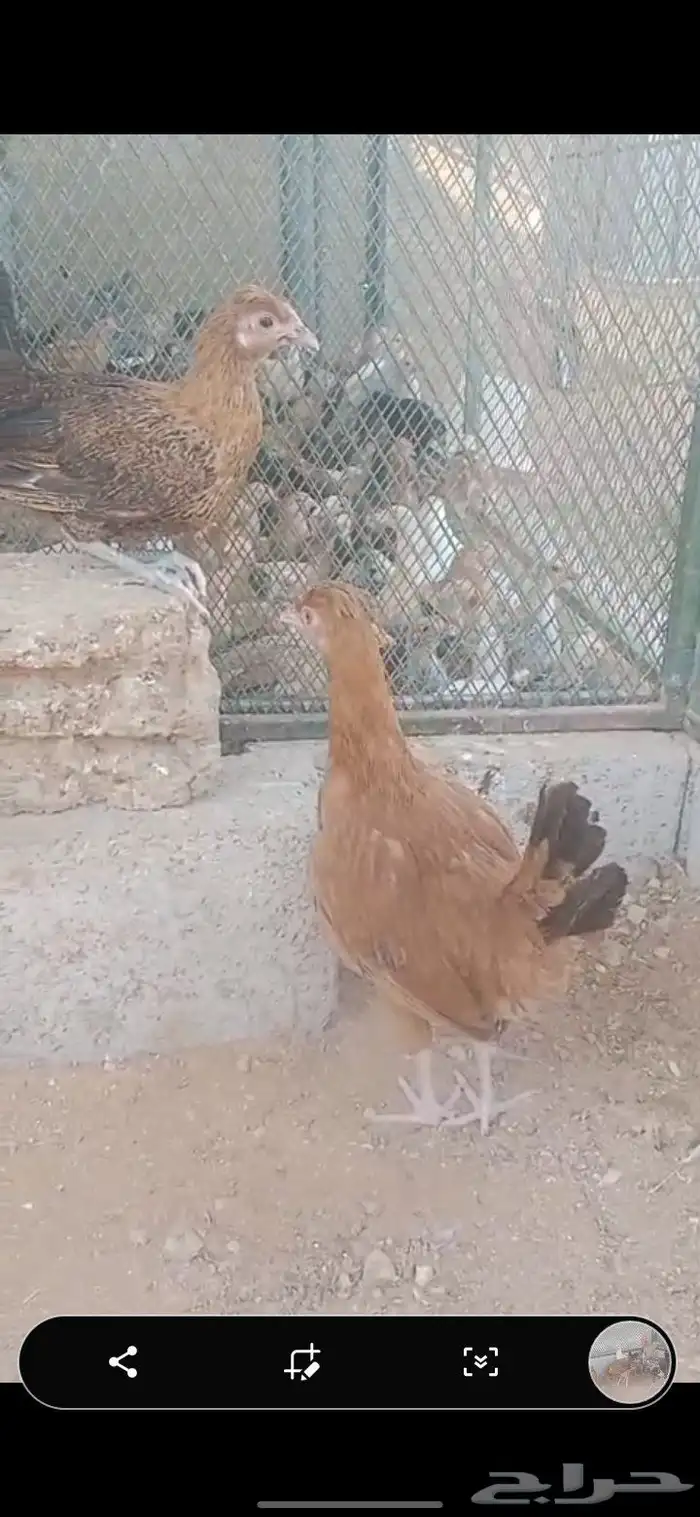 دجاج بلدي 2