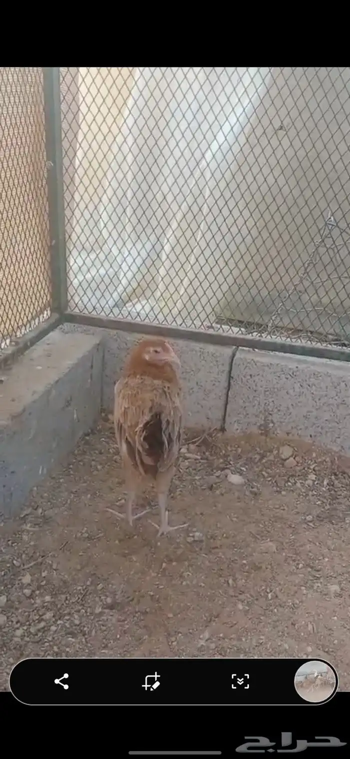دجاج بلدي 4