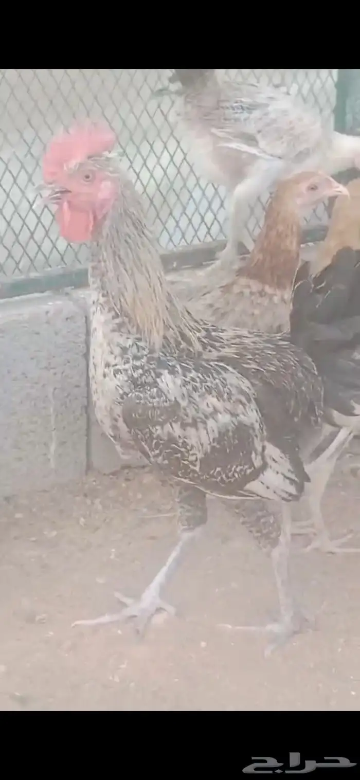 دجاج بلدي 3
