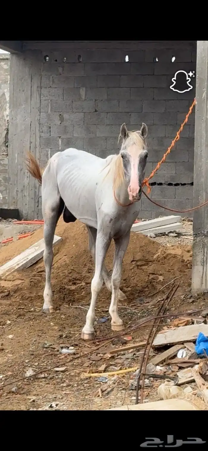 خيل للبيع ما يعيبه شيء. تعال و شوف 0