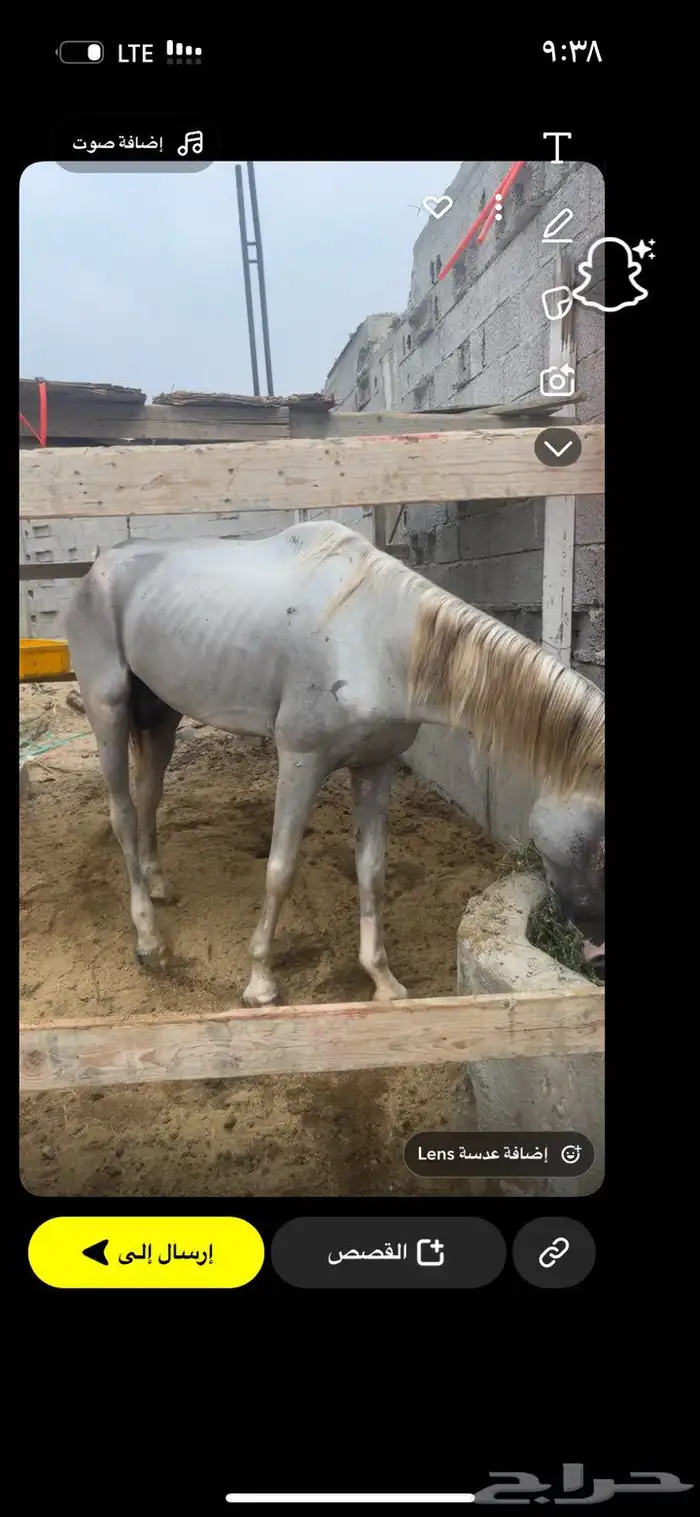خيل للبيع ما يعيبه شيء. تعال و شوف 1