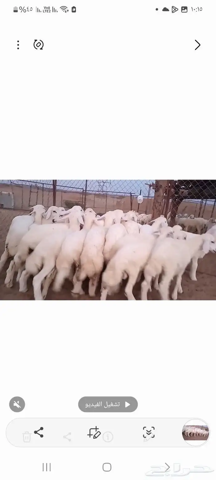 النوع بهم حري تربيه شعره بيض وطرف   العدد 2