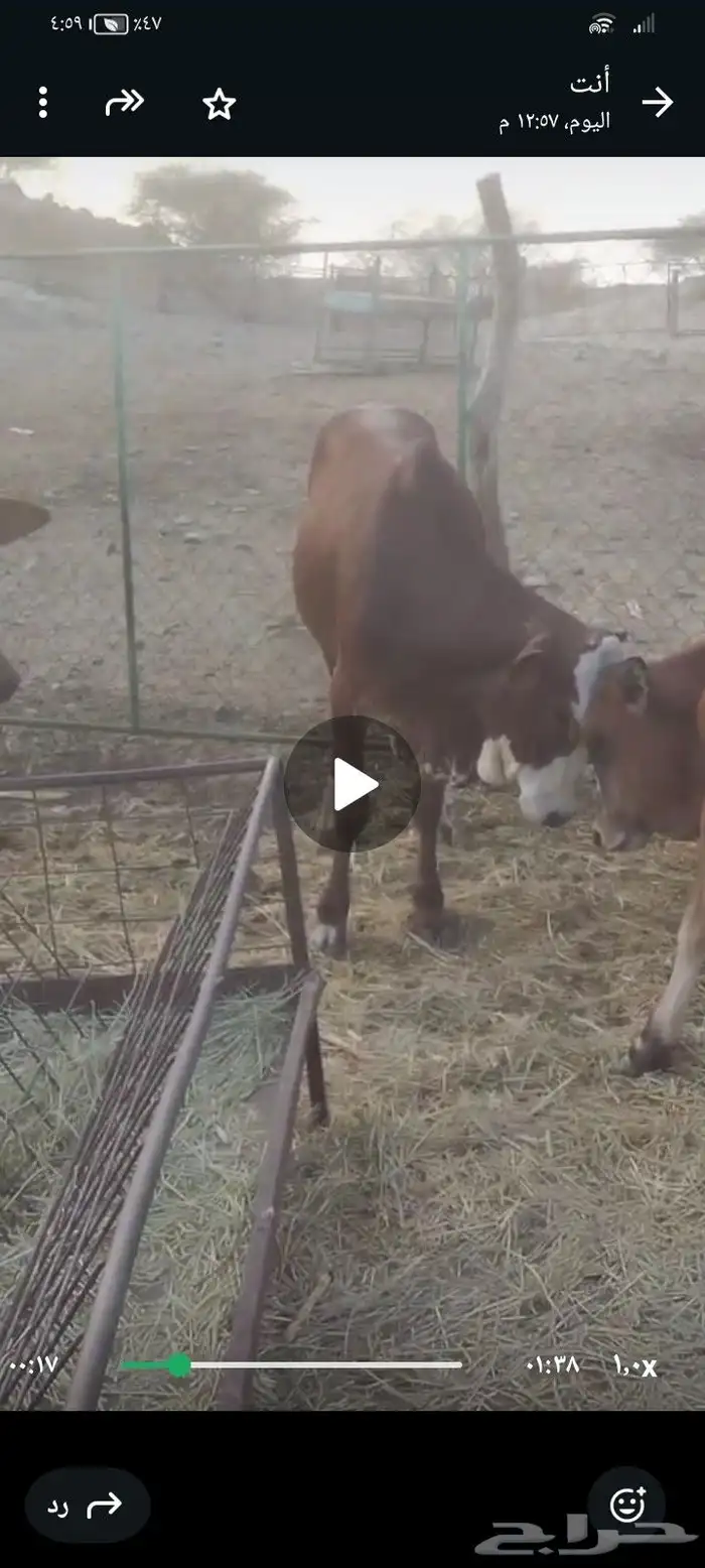 حسلان بلدي سمان ونضاف مشالله تبارك الله 0