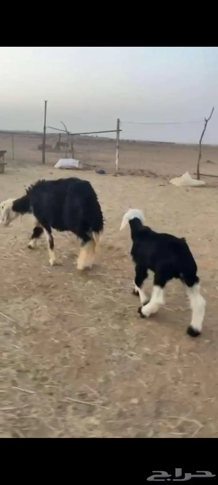 شاه تامه حدرها طلي شهرين 0