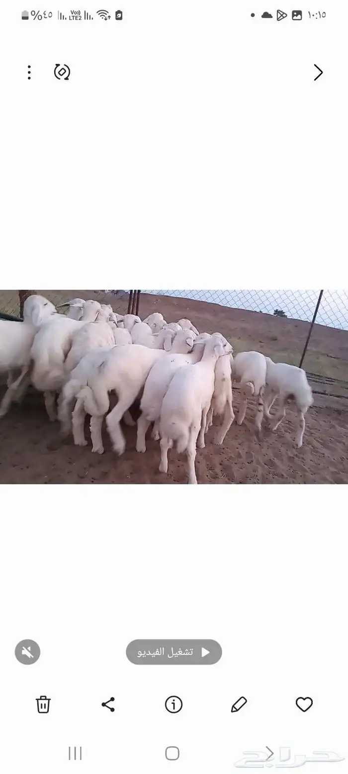 النوع بهم حري تربيه شعره بيض وطرف   العدد 0