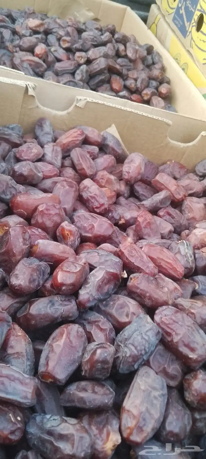 تمور تمر خضري للبيع 2
