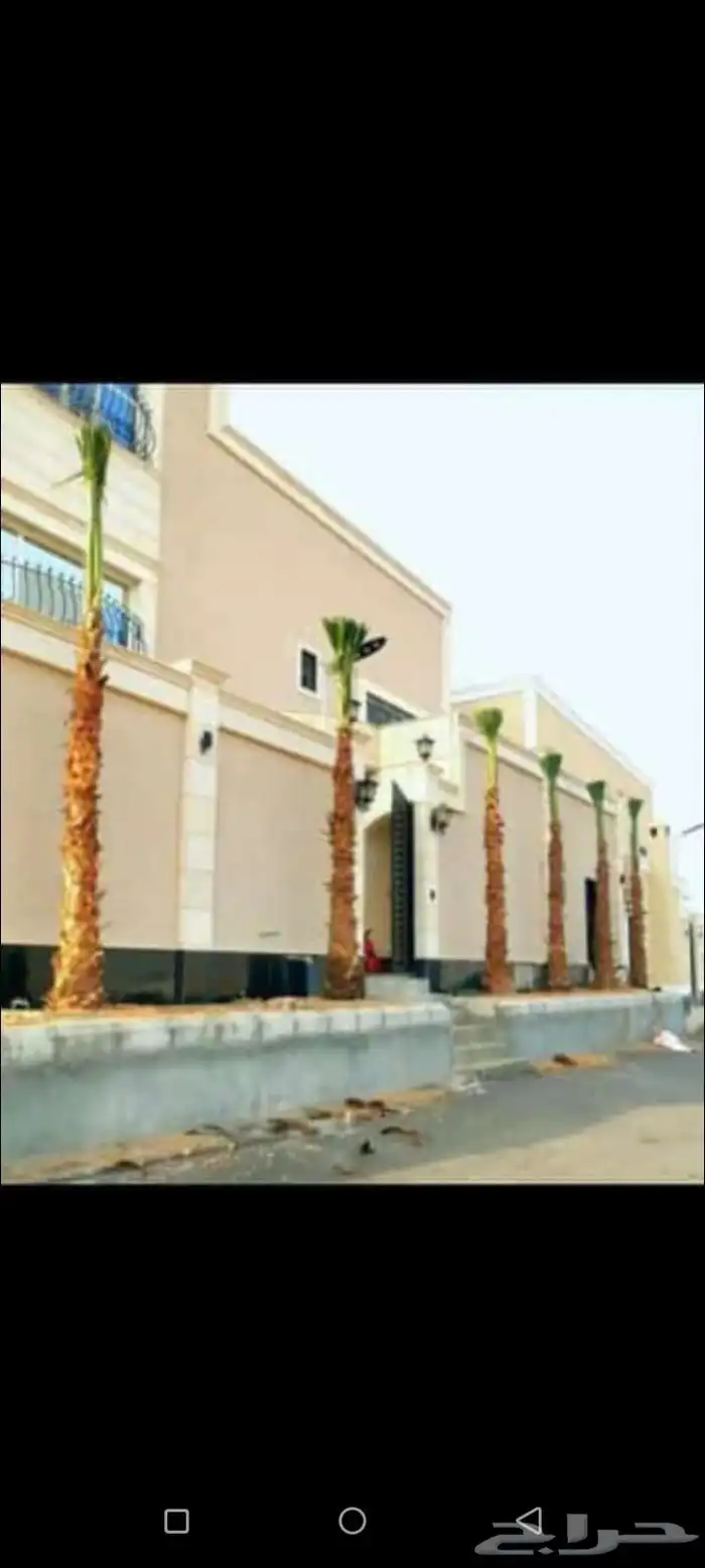نخل مثمر بجميع انواعها 7