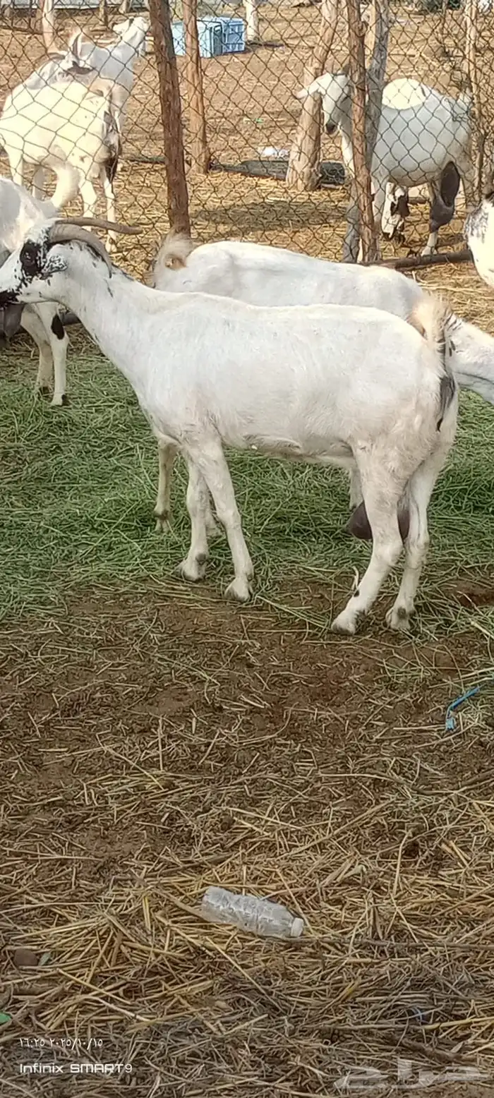 ماعز 9