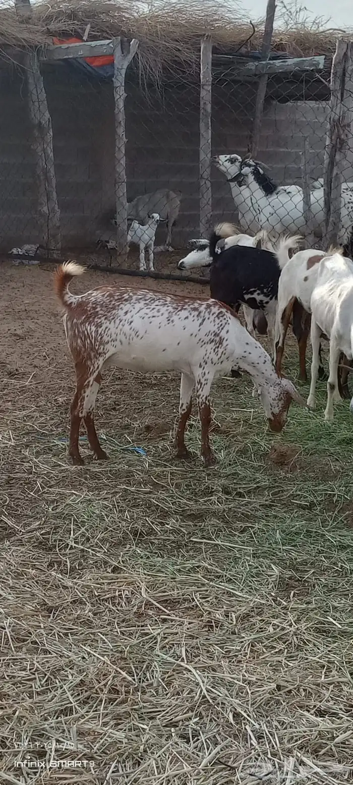 ماعز 5