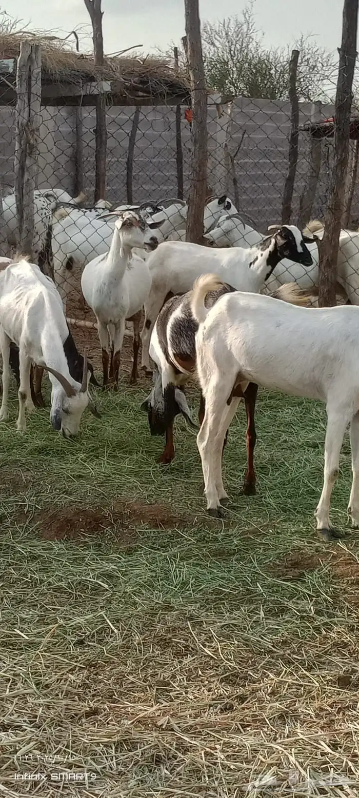 ماعز 7