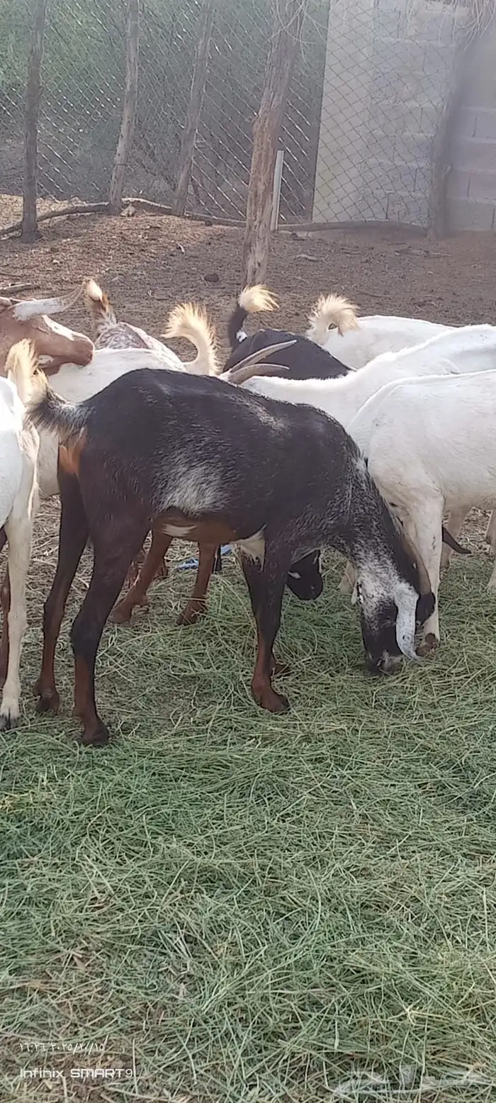 ماعز 4