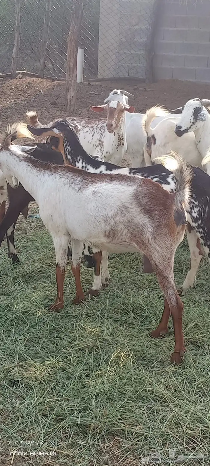 ماعز 1