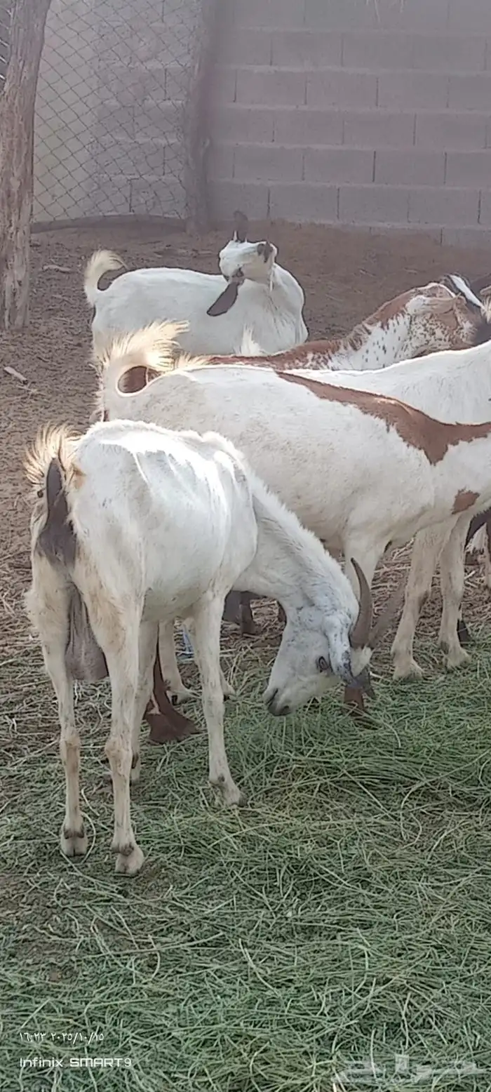 ماعز 10