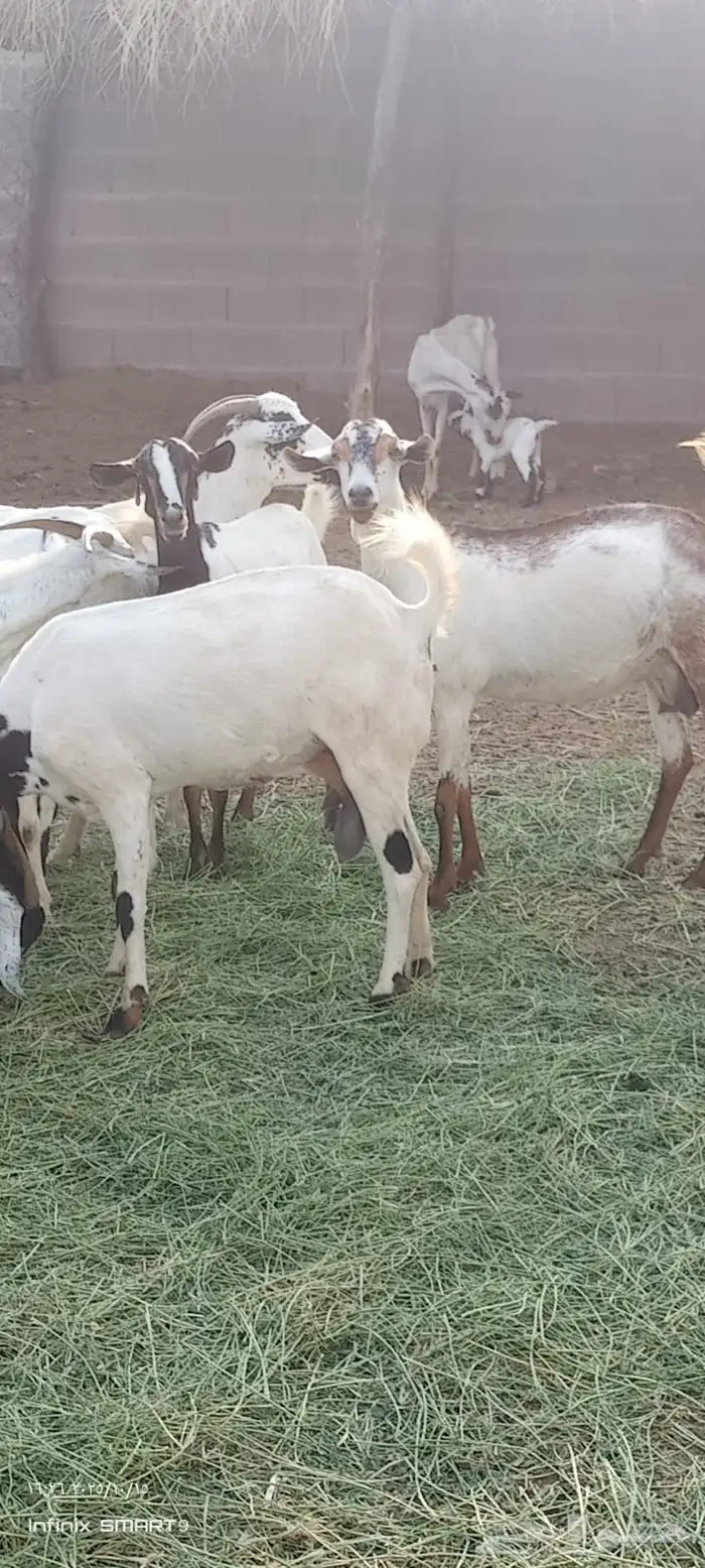 ماعز 6