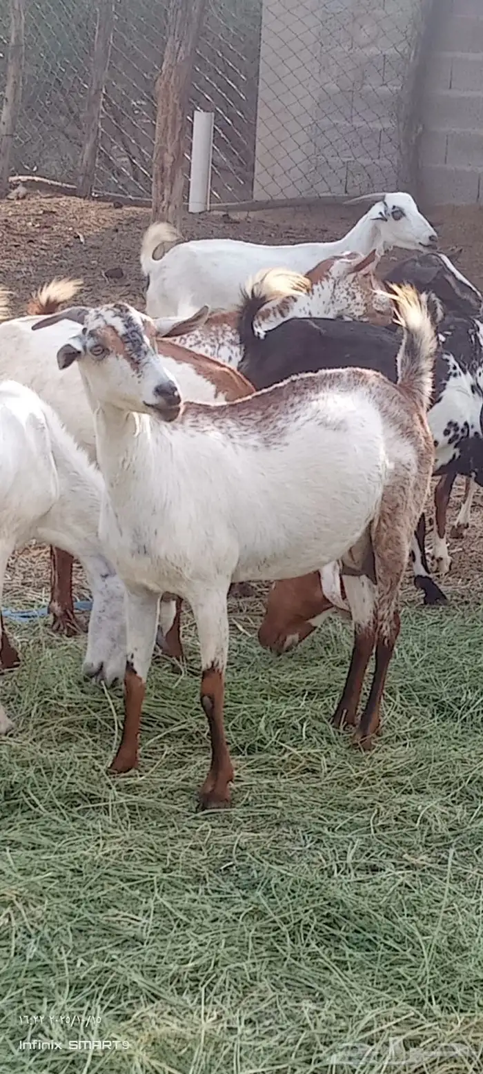 ماعز 2
