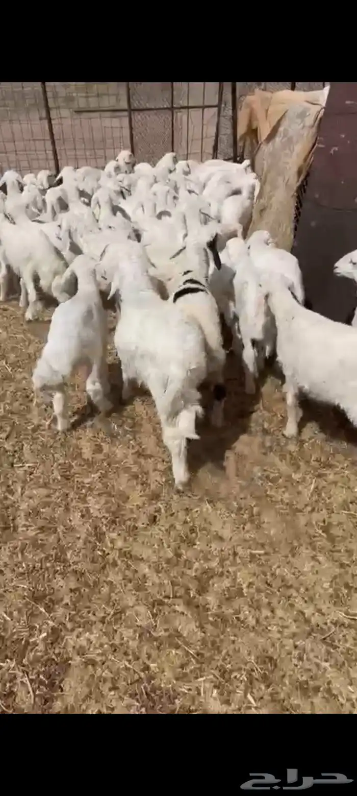 بهم العدد 50 فيه 10 رخال فقط البيع 960 يربح 1