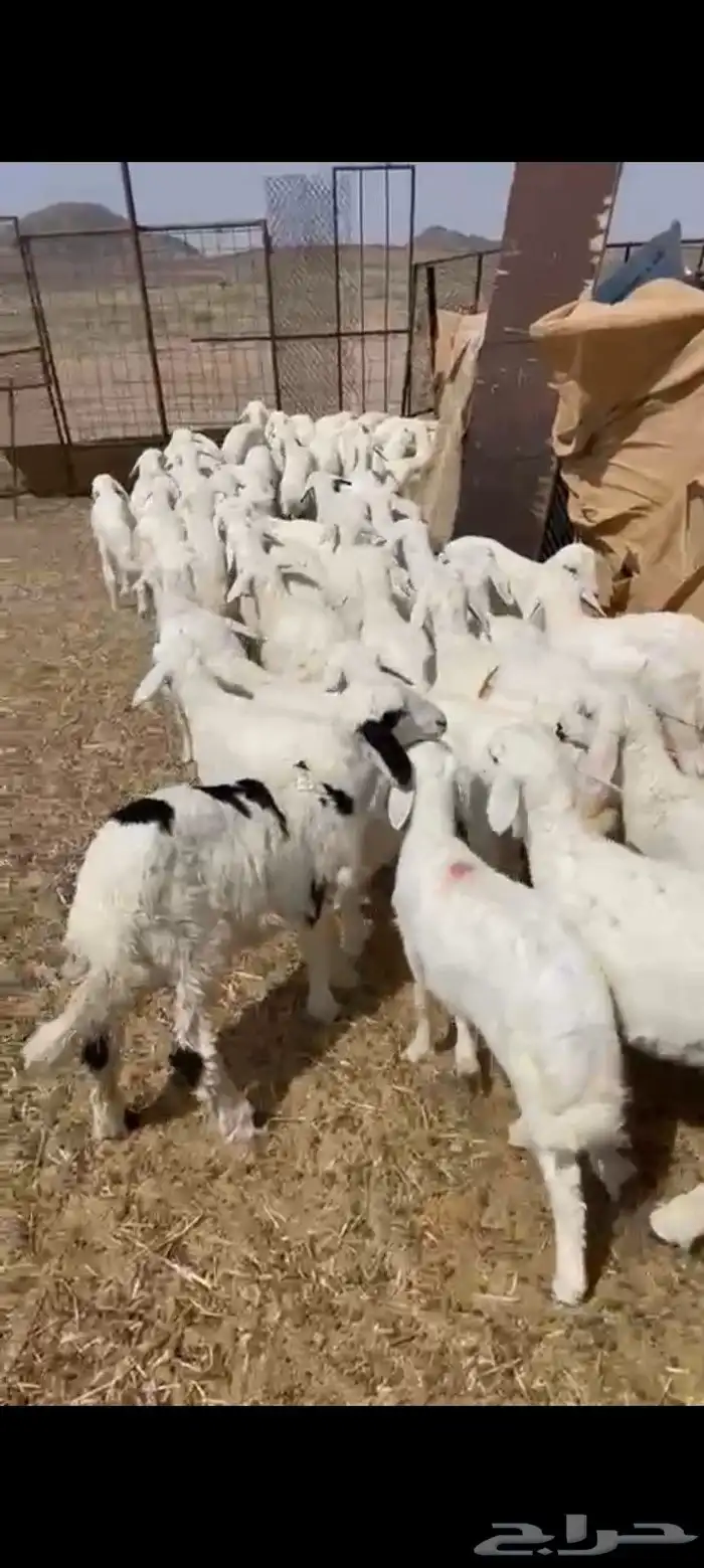 بهم العدد 50 فيه 10 رخال فقط البيع 960 يربح 2