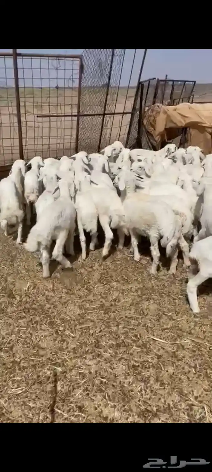 بهم العدد 50 فيه 10 رخال فقط البيع 960 يربح 0