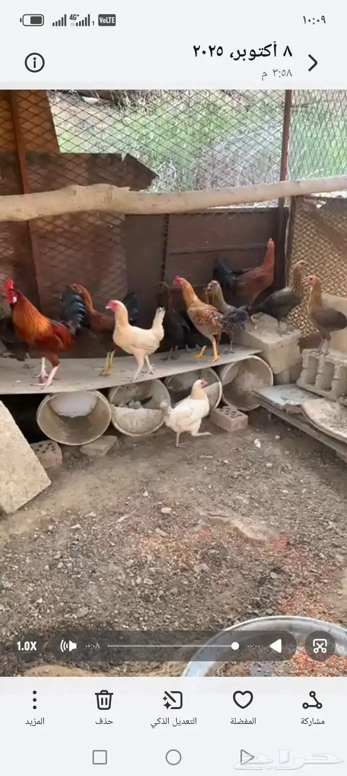 دجاج بلدي للبيع في العيدابي 0