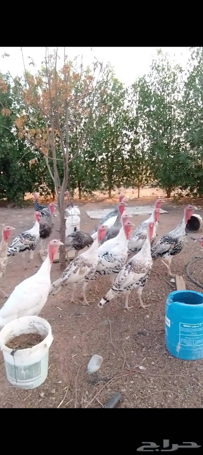 للبيع صوص دجاج   وديكه رومي  وبط بح 6