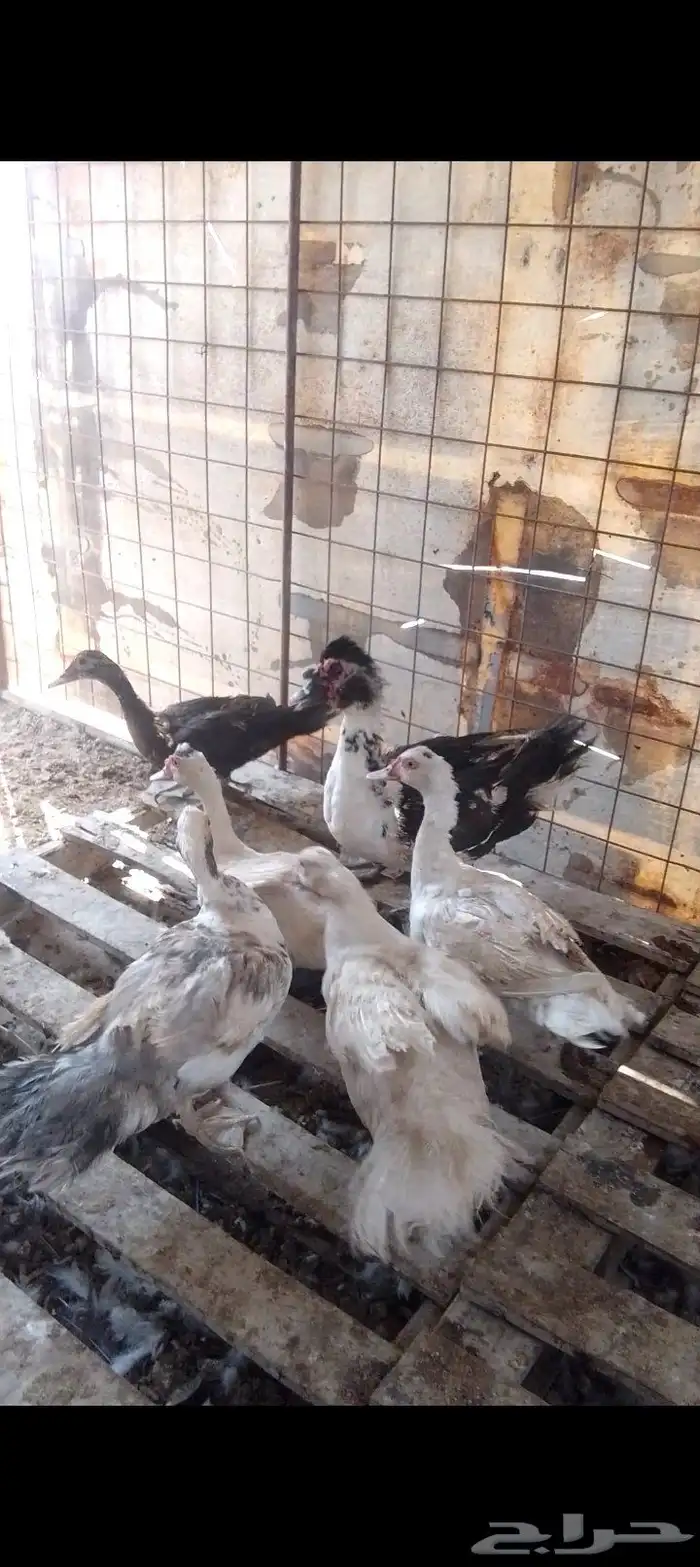 للبيع صوص دجاج   وديكه رومي  وبط بح 8