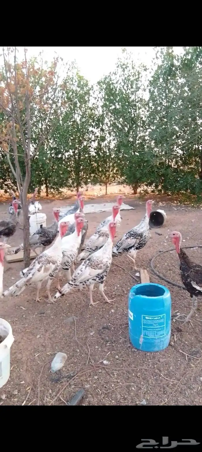 للبيع صوص دجاج   وديكه رومي  وبط بح 7