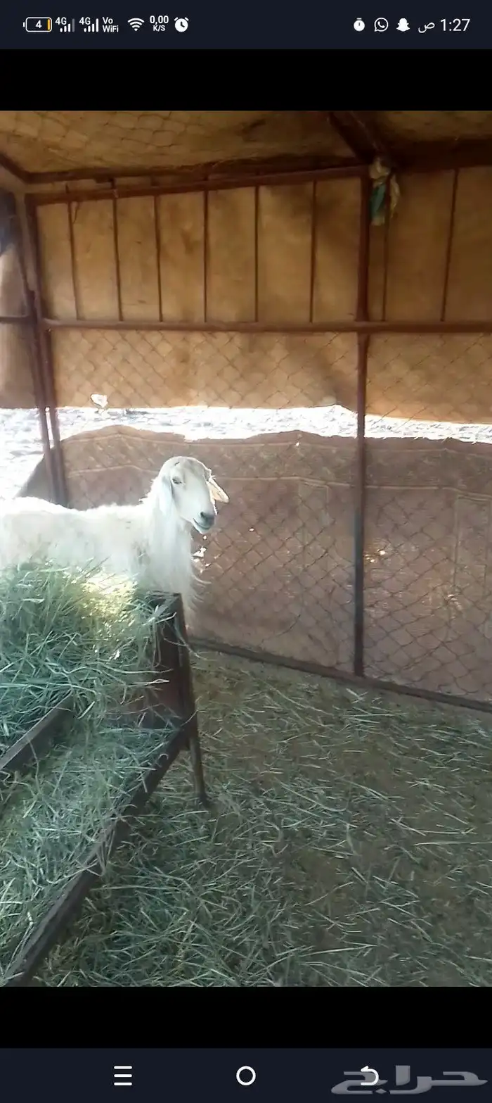 صنف فحل حري شرط يا يضرب شرط نضيفه 0