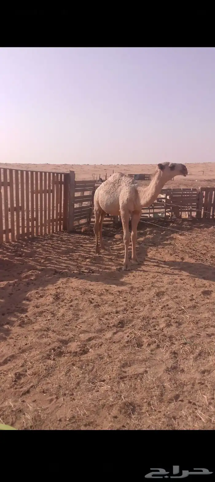 حاشي طيب ب الحيل 2