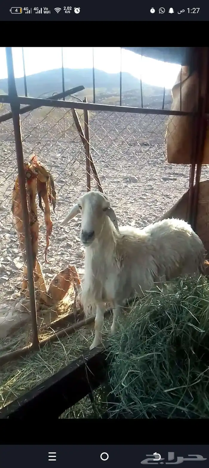 صنف فحل حري شرط يا يضرب شرط نضيفه 1