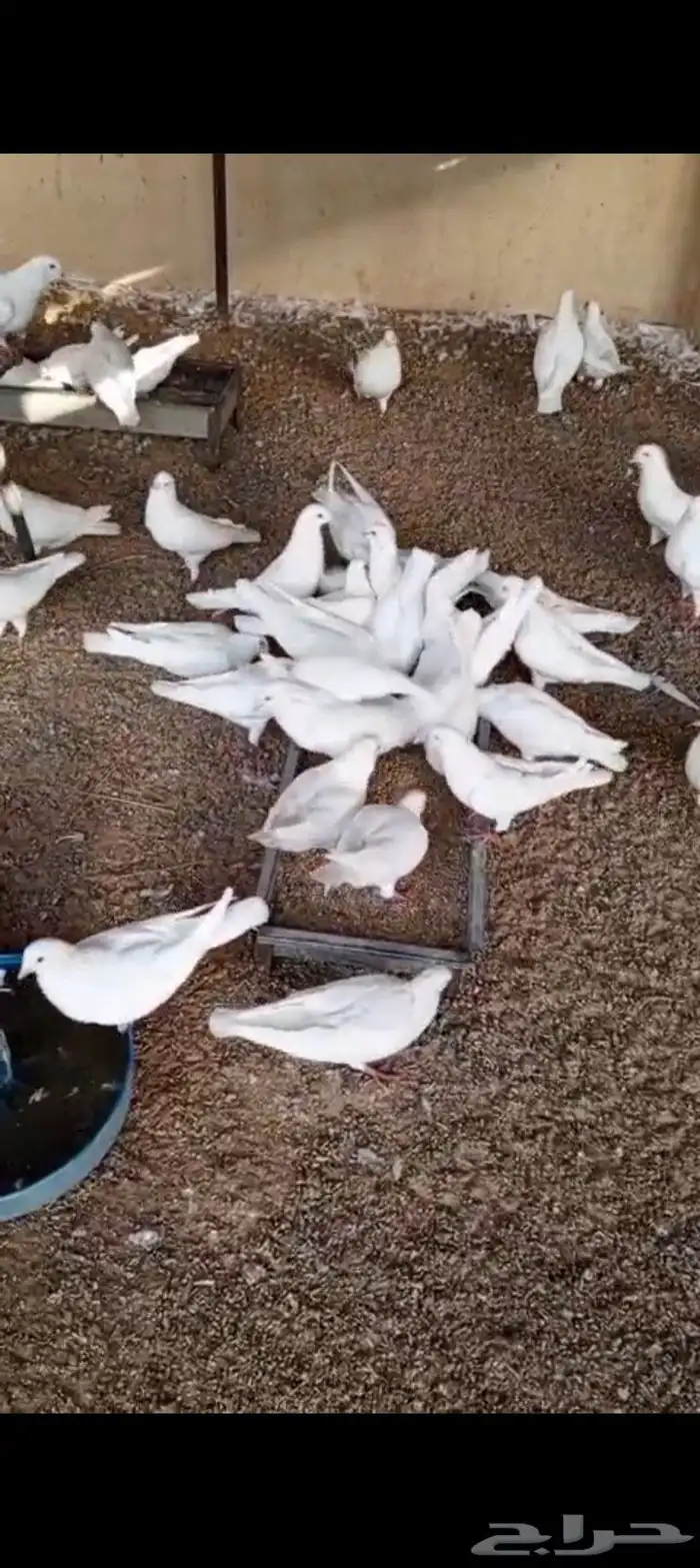 حمام فرنسي منتج 1