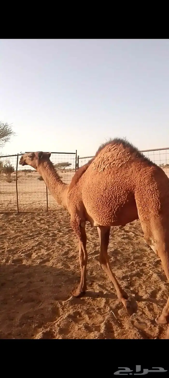 قعود شحم 0