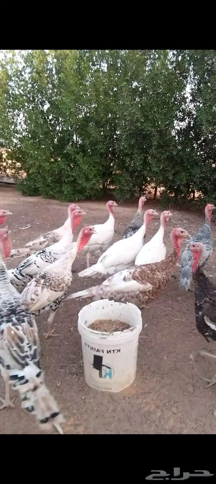 للبيع صوص دجاج   وديكه رومي  وبط بح 3