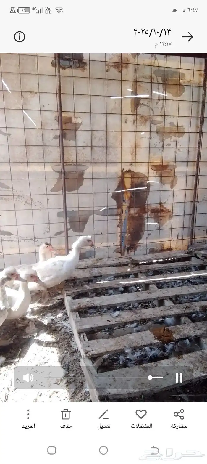 للبيع صوص دجاج   وديكه رومي  وبط بح 11