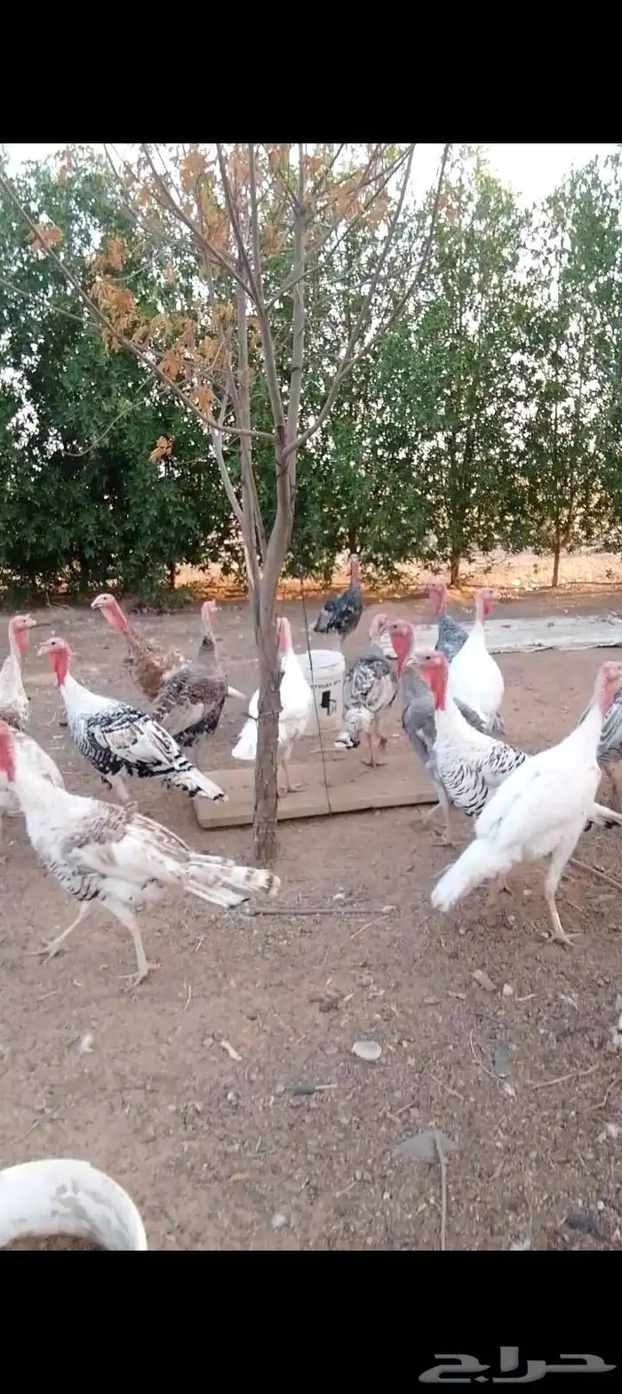للبيع صوص دجاج   وديكه رومي  وبط بح 5