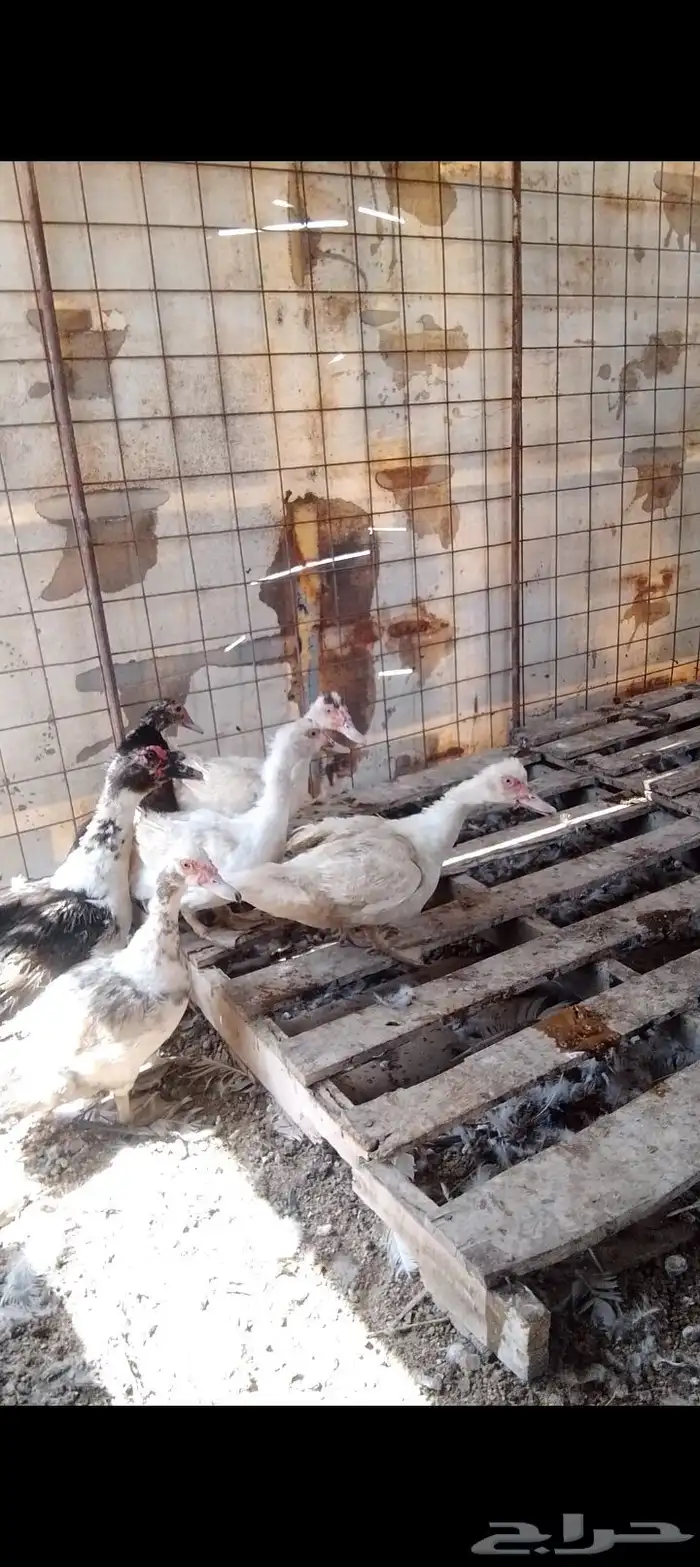 للبيع صوص دجاج   وديكه رومي  وبط بح 10