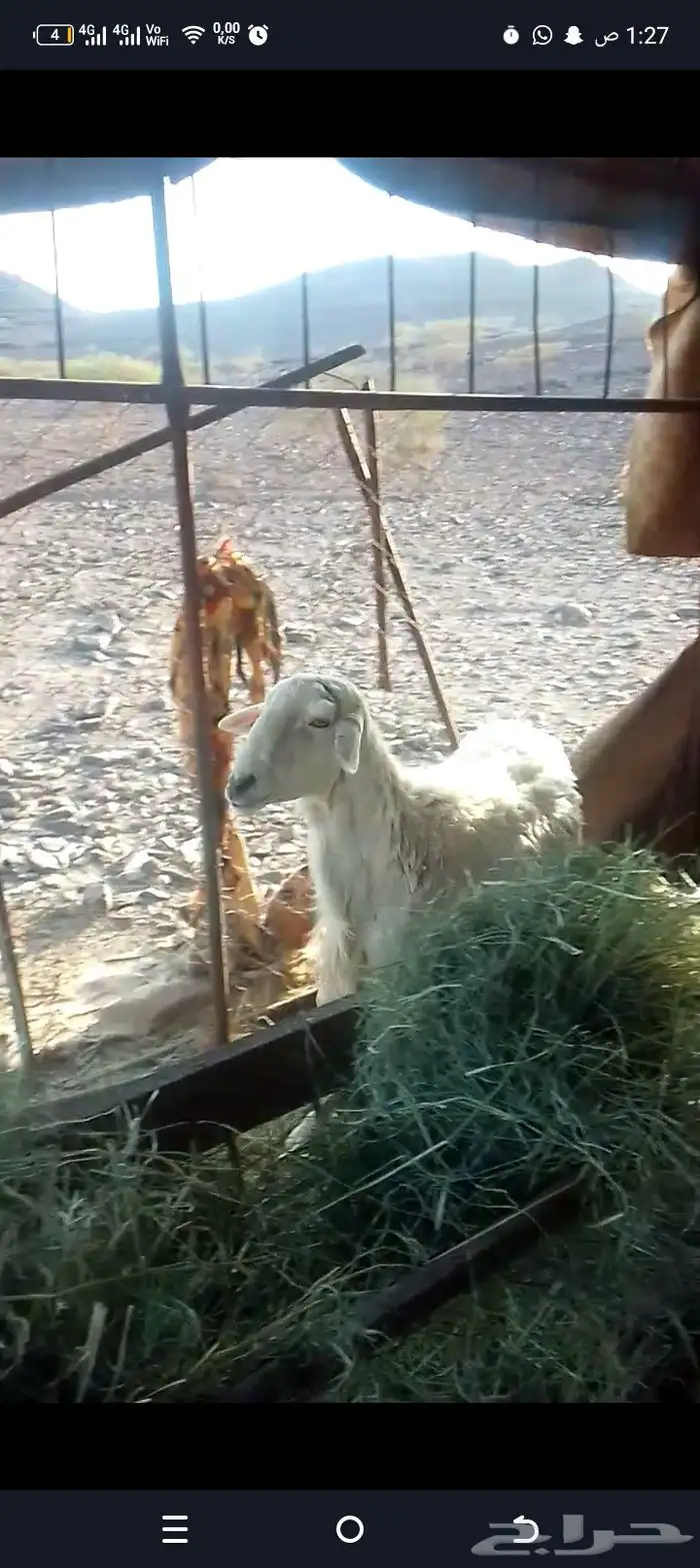صنف فحل حري شرط يا يضرب شرط نضيفه 2