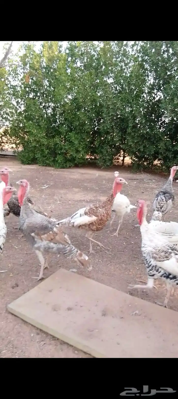 للبيع صوص دجاج   وديكه رومي  وبط بح 4