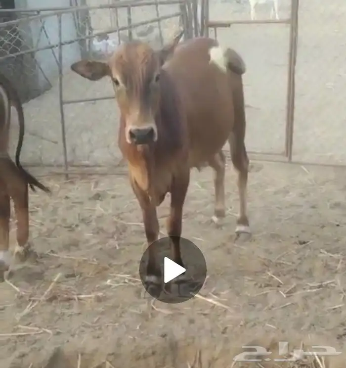 حسلان بلدي سمان ونضاف مشالله تبارك الله 2