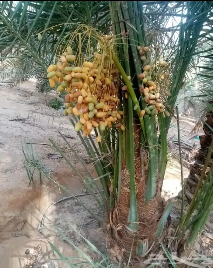 نخيل مثمر للبيع صقعي سكري اخلاص هلالي مجدوله شيشي خضري 10