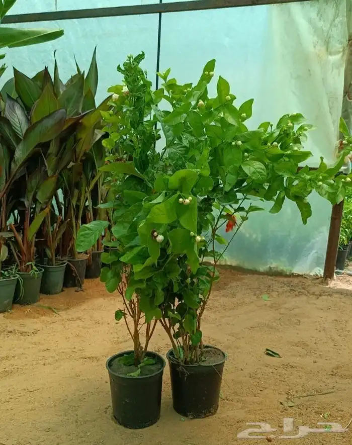 منسق حديق وتركيب جميع شبكات الري العادي والاتمتك 8