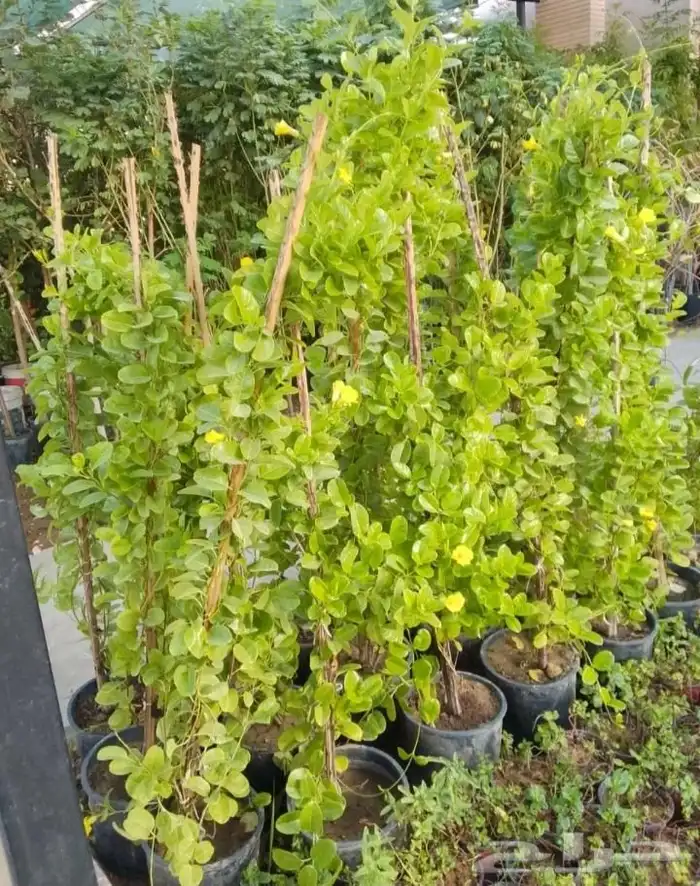 مزارع ومنسق حدائق 2